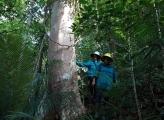 vietnam forest